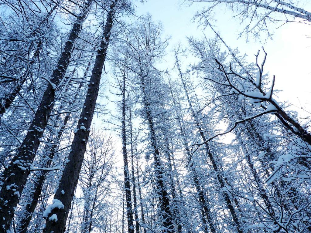 Shin Furano Prince Hotel Eksteriør billede Snow-covered trees in the Black Forest